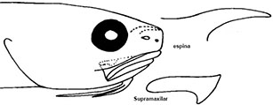 Ophidion lozanoi_claves.jpg